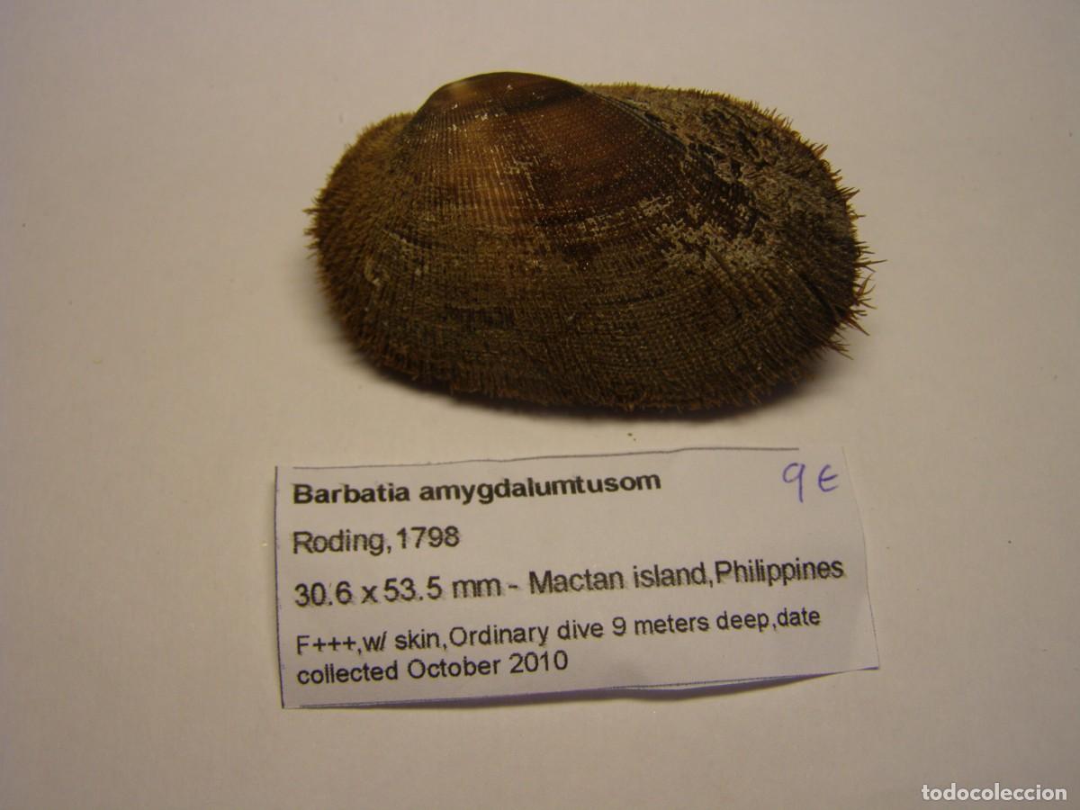 Coleccionismo de moluscos: Bivalvo shell barbatia amygdalumtusum. Filipinas.