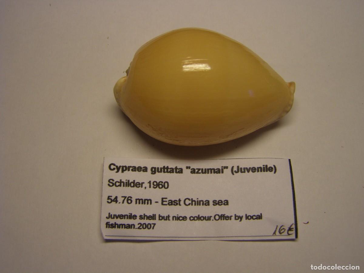 Coleccionismo de moluscos: Caracol snail shell cypraea guttata azumai, juvenil. Mar del este de China.