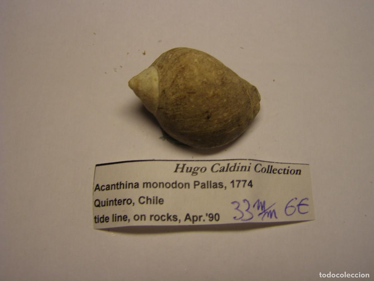 Coleccionismo de moluscos: Caracol snail shell acanthina monodon. Chile.