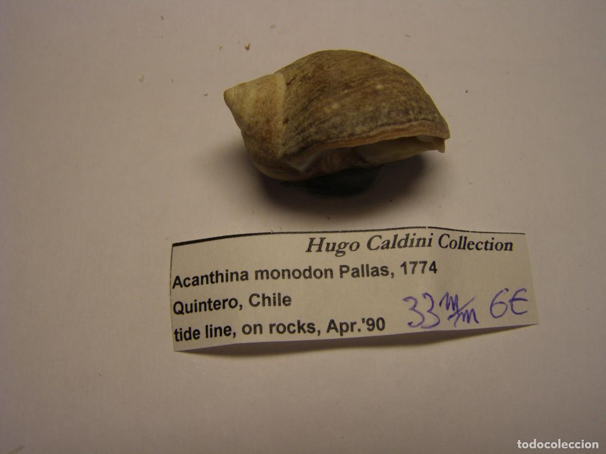 Coleccionismo de moluscos: Caracol snail shell acanthina monodon. Chile. - Foto 2