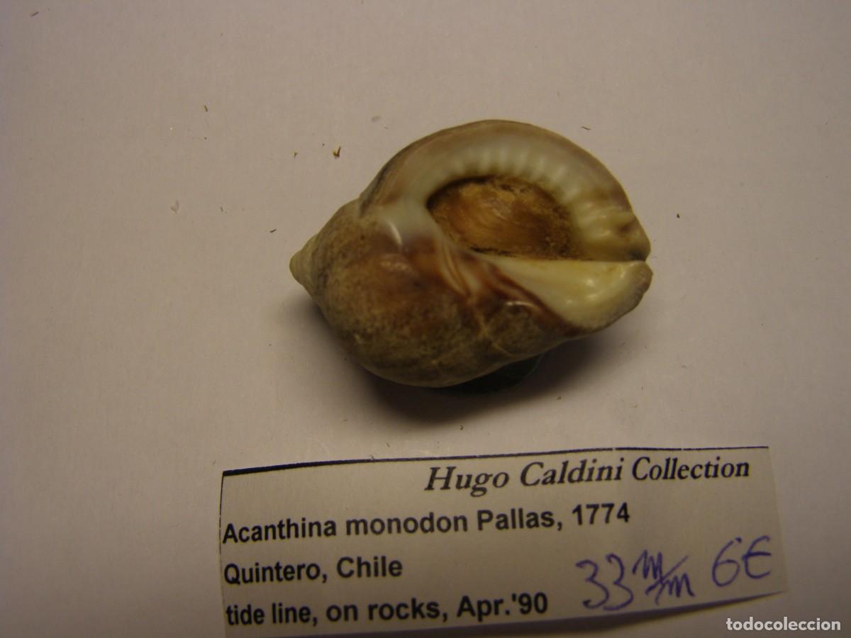 Coleccionismo de moluscos: Caracol snail shell acanthina monodon. Chile. - Foto 3