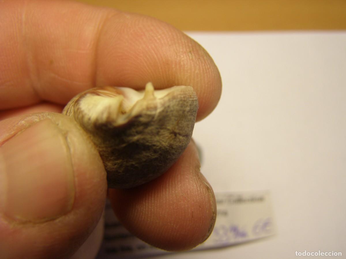 Coleccionismo de moluscos: Caracol snail shell acanthina monodon. Chile. - Foto 4