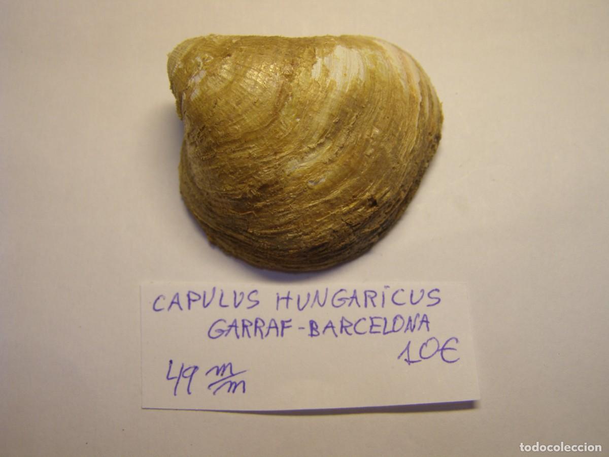 Coleccionismo de moluscos: Caracol snail shell capulus hungaricus. Garraf, Barcelona. Variante rosada.
