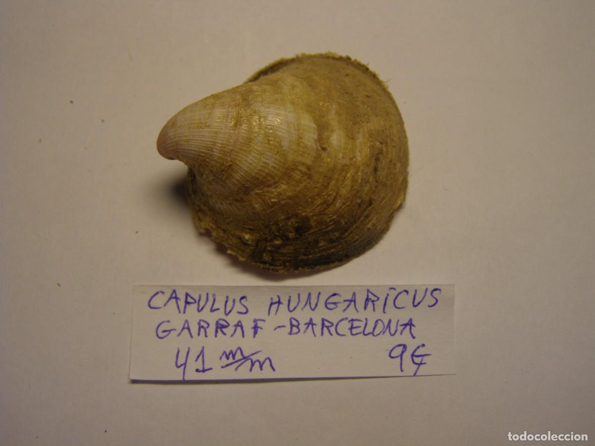 Coleccionismo de moluscos: Caracol snail shell capulus hungaricus. Garraf, Barcelona. Variante rosada.