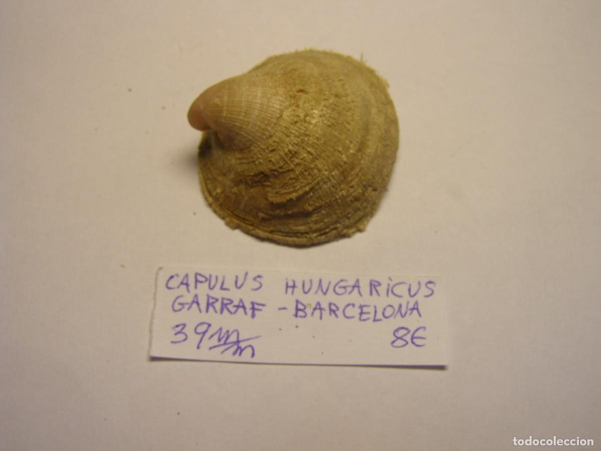 Coleccionismo de moluscos: Caracol snail shell capulus hungaricus. Garraf, Barcelona. Variante rosada.