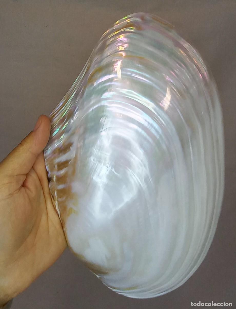 Coleccionismo de moluscos: GRAN CONCHA MARINA , DE NACAR o MADRE PERLA - 28 Cm.