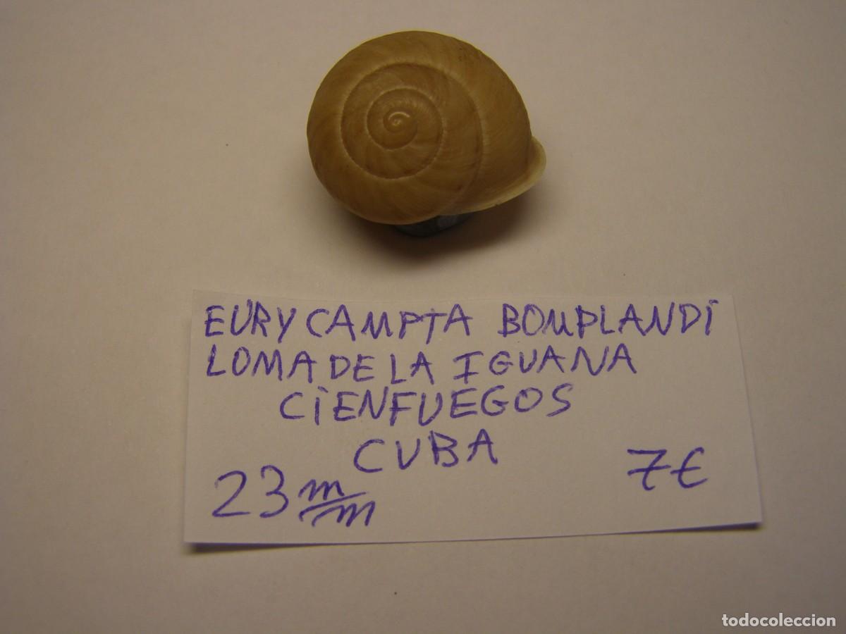 Colecionismo de moluscos: Caracol snail shell euricampta bomplandi. Cuba.