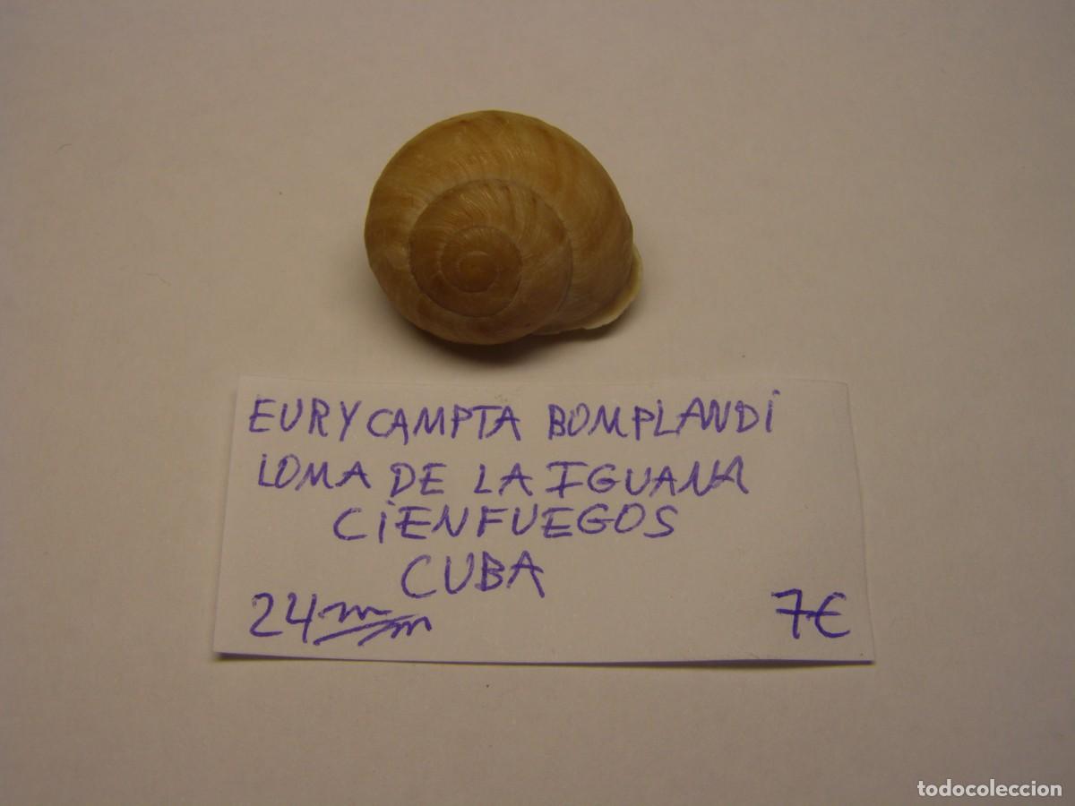 Molluscs collecting: Caracol snail shell euricampta bomplandi. Cuba.