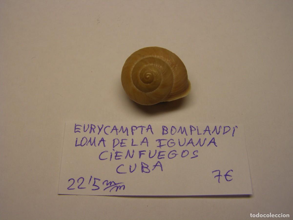 Molluscs collecting: Caracol snail shell euricampta bomplandi. Cuba.