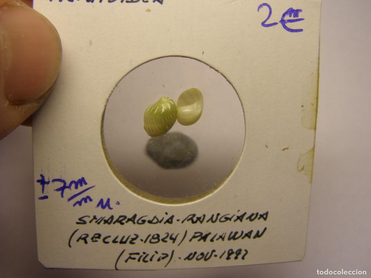 Coleccionismo de moluscos: 2 Caracoles snail shell smaragdia rangiana. Filipinas.