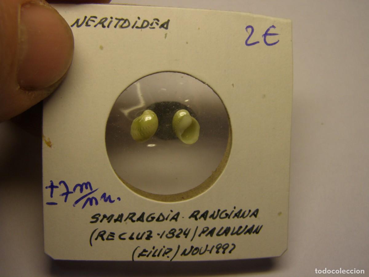 Coleccionismo de moluscos: 2 Caracoles snail shell smaragdia rangiana. Filipinas.