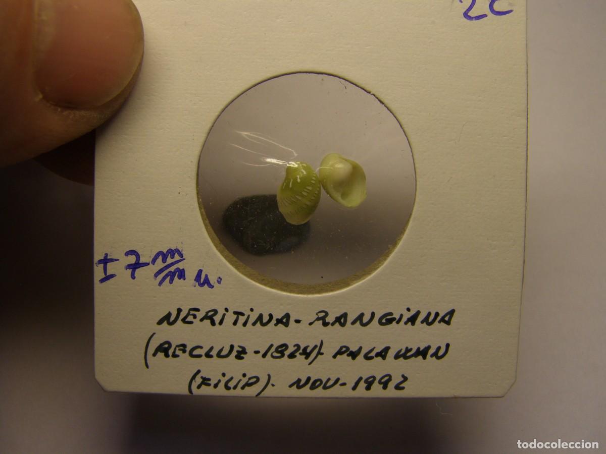 Coleccionismo de moluscos: 2 Caracoles snail shell smaragdia rangiana. Filipinas.