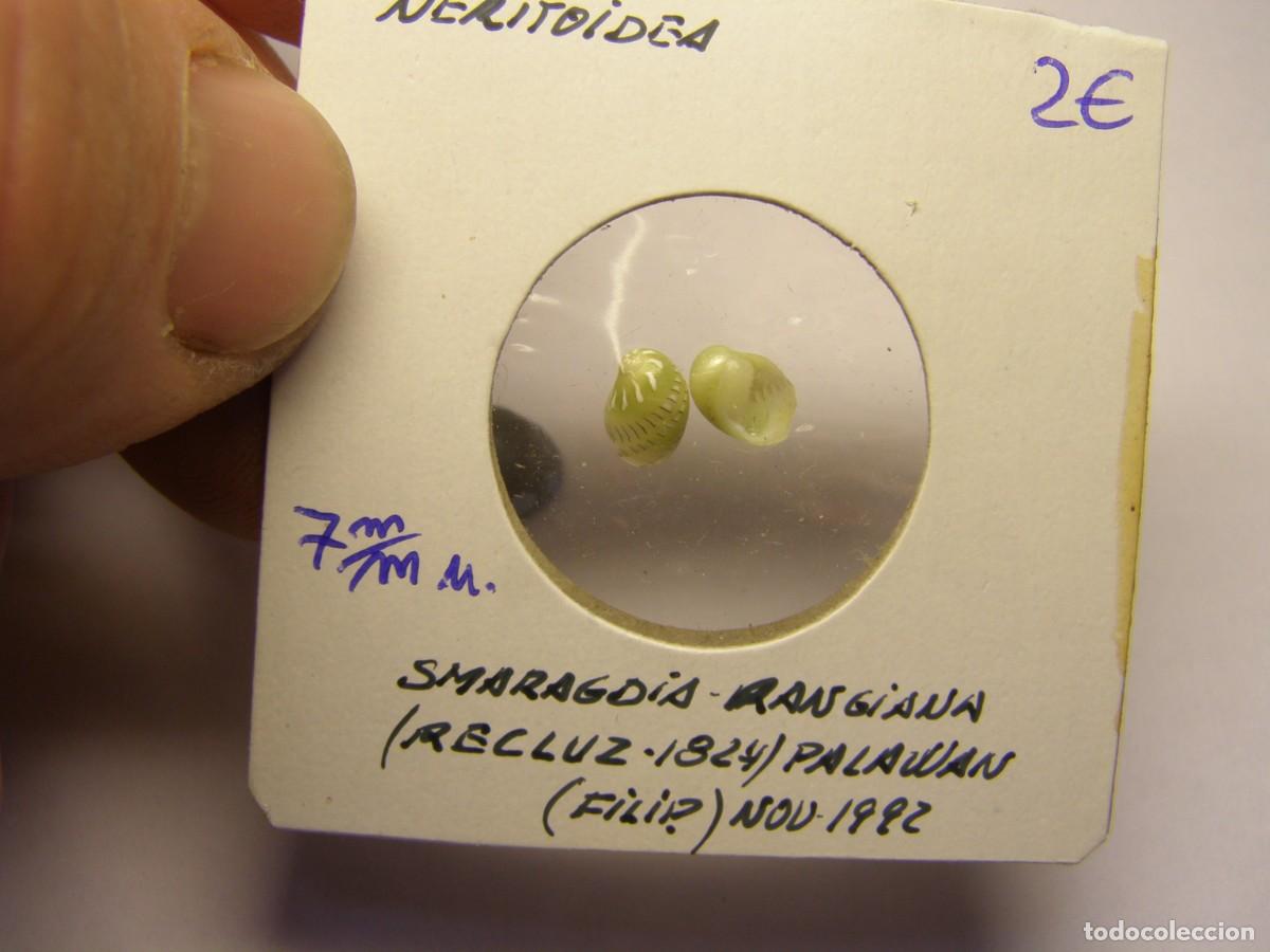 Coleccionismo de moluscos: 2 Caracoles snail shell smaragdia rangiana. Filipinas.