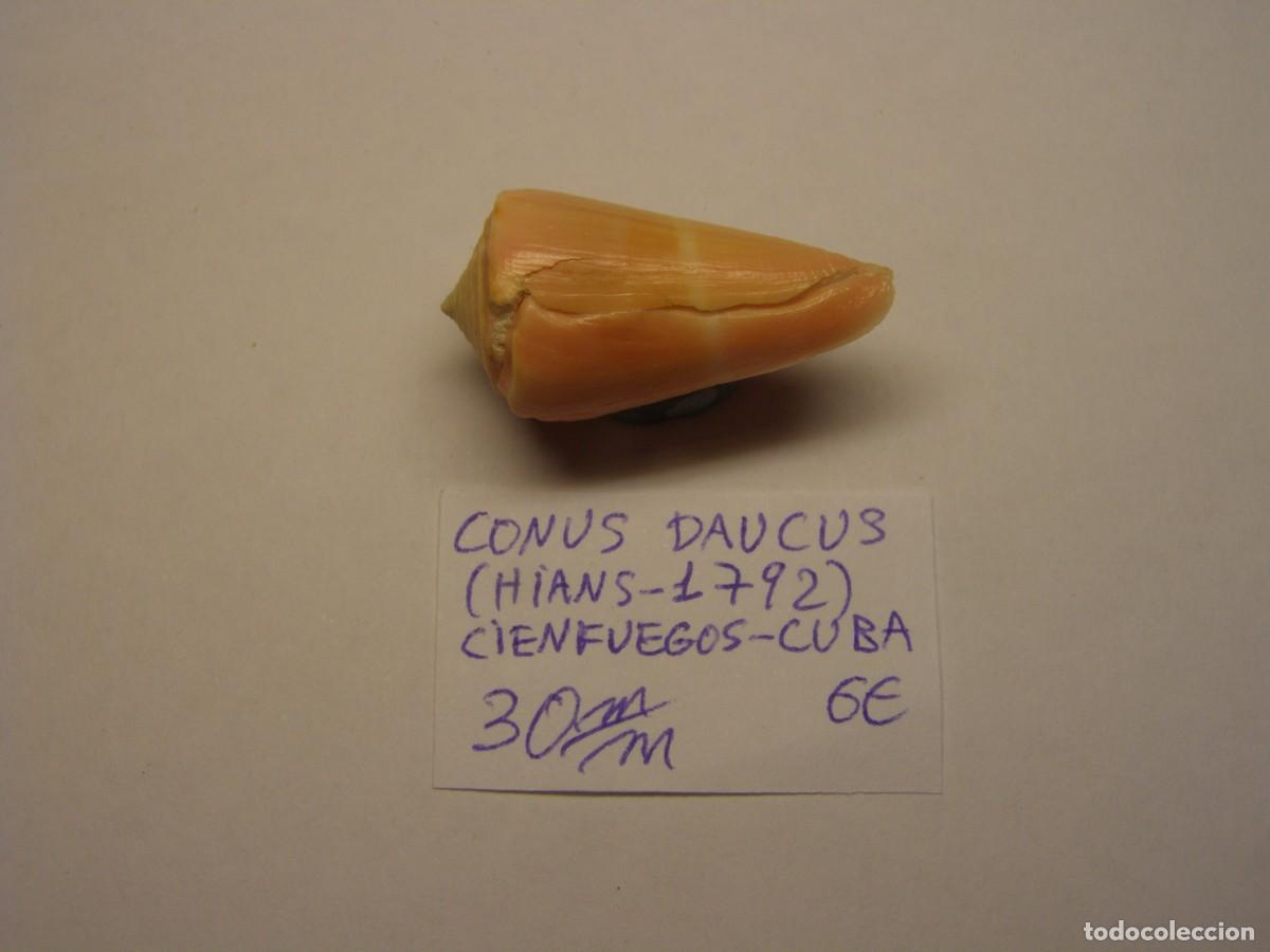 Coleccionismo de moluscos: Caracole snail shell conus daucus. Cuba.