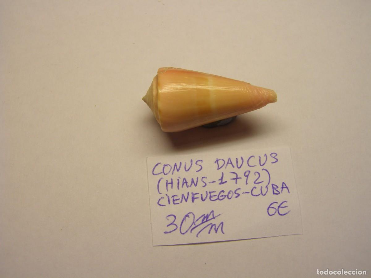 Coleccionismo de moluscos: Caracol snail shell conus daucus. Cuba. - Foto 2