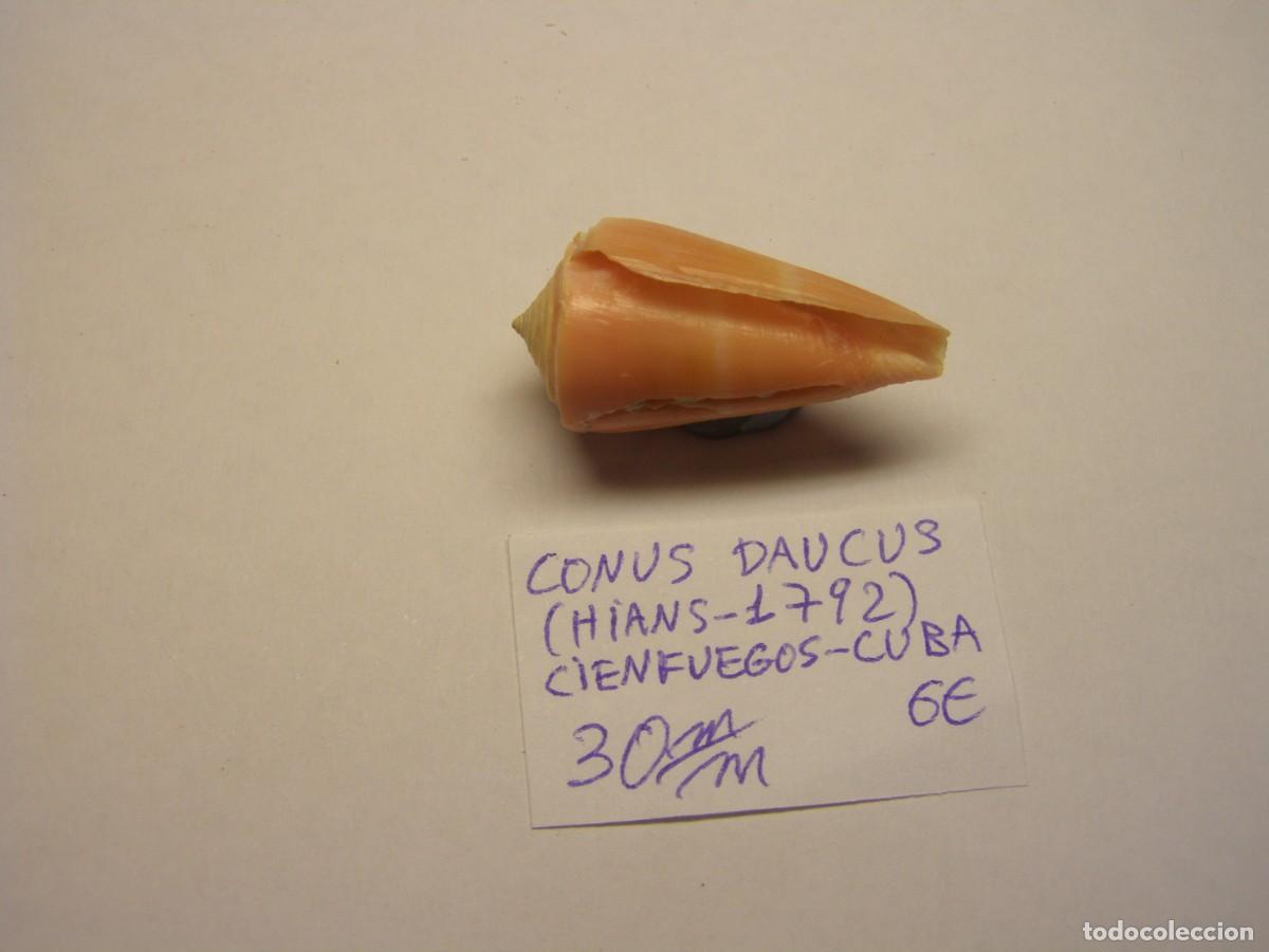 Coleccionismo de moluscos: Caracol snail shell conus daucus. Cuba. - Foto 3