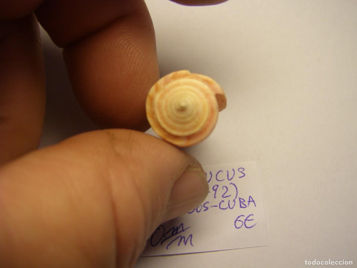 Coleccionismo de moluscos: Caracol snail shell conus daucus. Cuba. - Foto 4