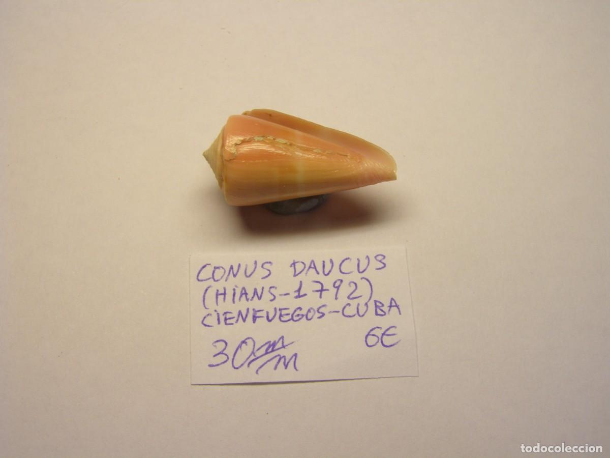 Coleccionismo de moluscos: Caracol snail shell conus daucus. Cuba. - Foto 5