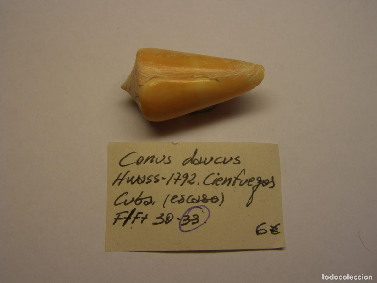 Coleccionismo de moluscos: Caracole snail shell conus daucus. Cuba.