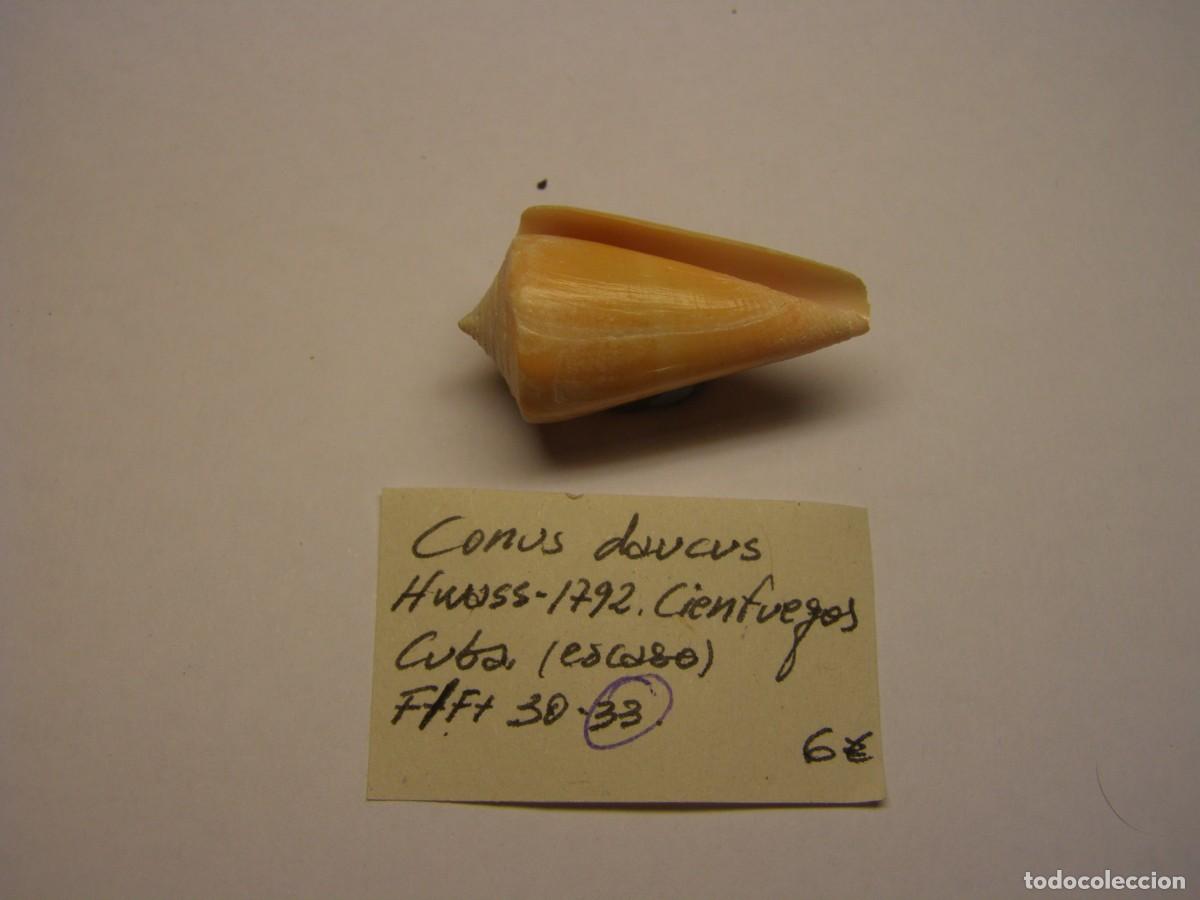 Coleccionismo de moluscos: Caracol snail shell conus daucus. Cuba. - Foto 3