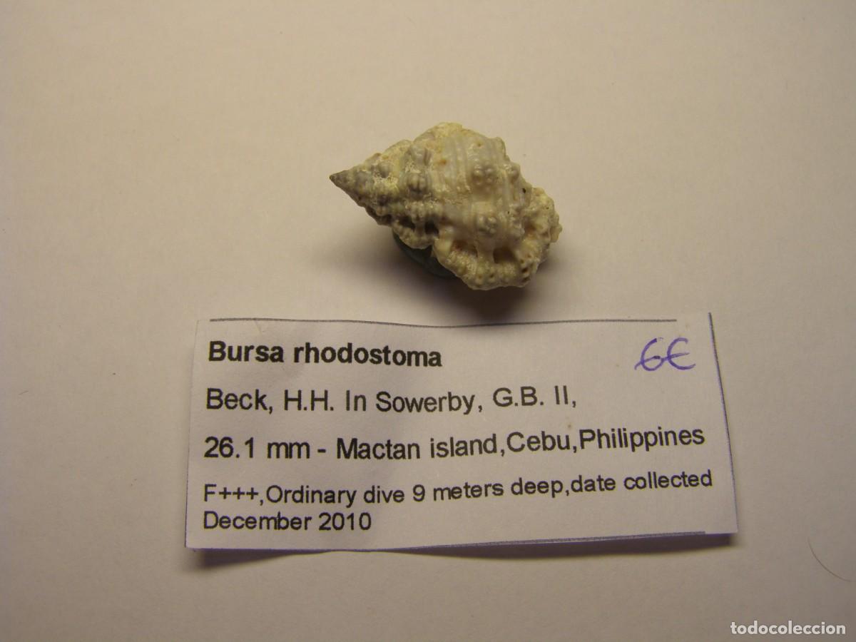 Coleccionismo de moluscos: Caracole snail shell bursa rhodostoma. Filipinas.