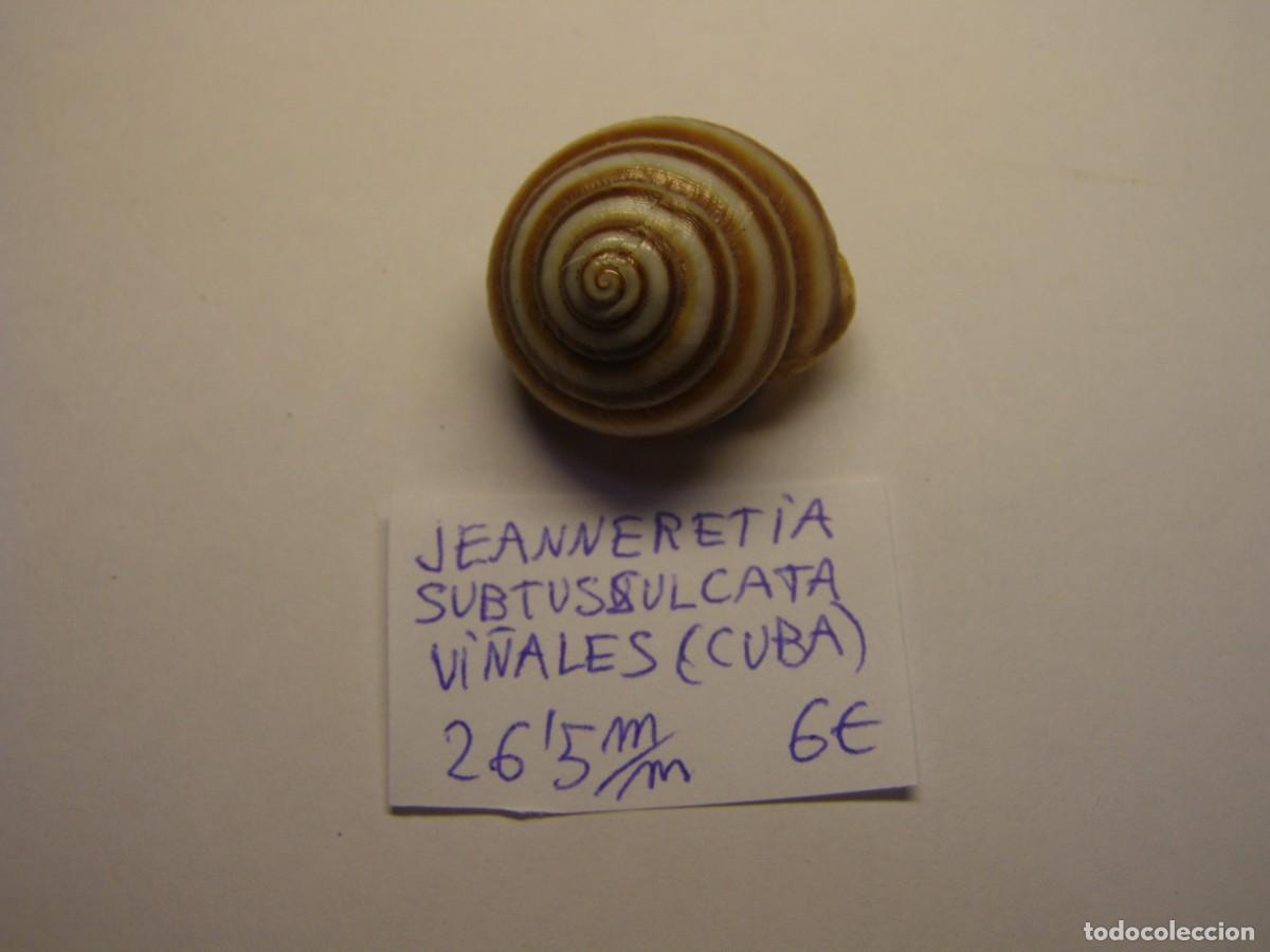 Coleccionismo de moluscos: Caracol snail shell jeanneretia subtussulcata. Cuba.