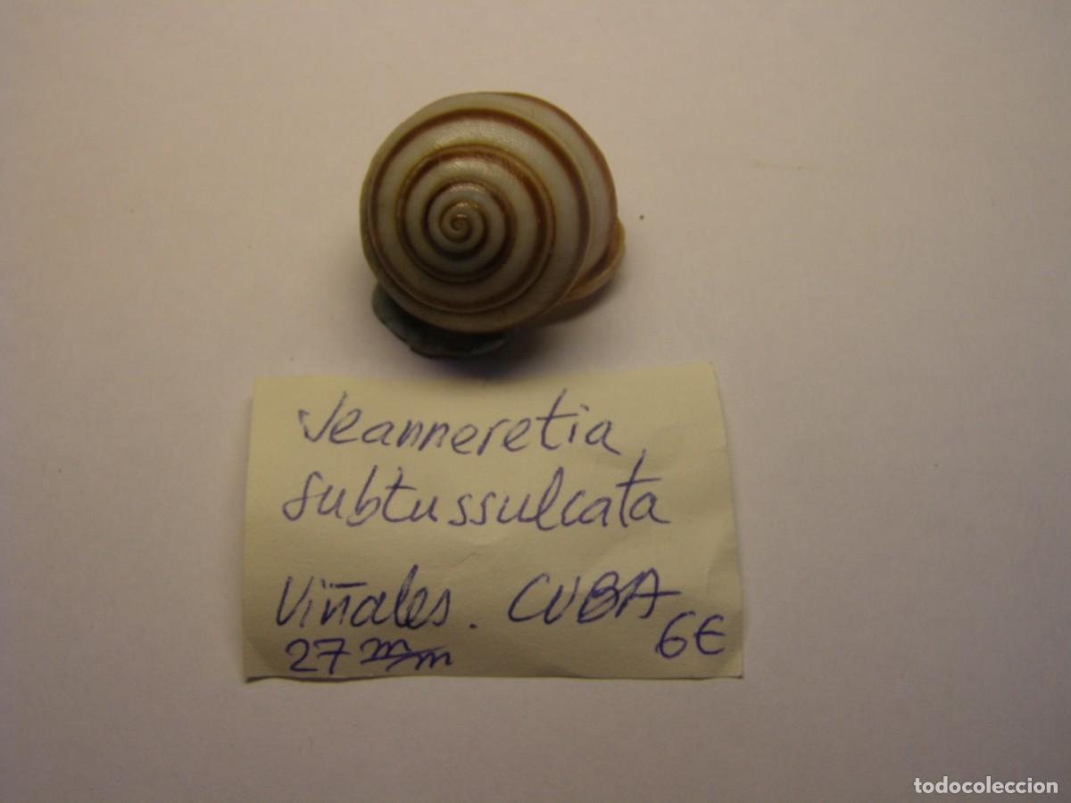 Coleccionismo de moluscos: Caracol snail shell jeanneretia subtussulcata. Cuba.