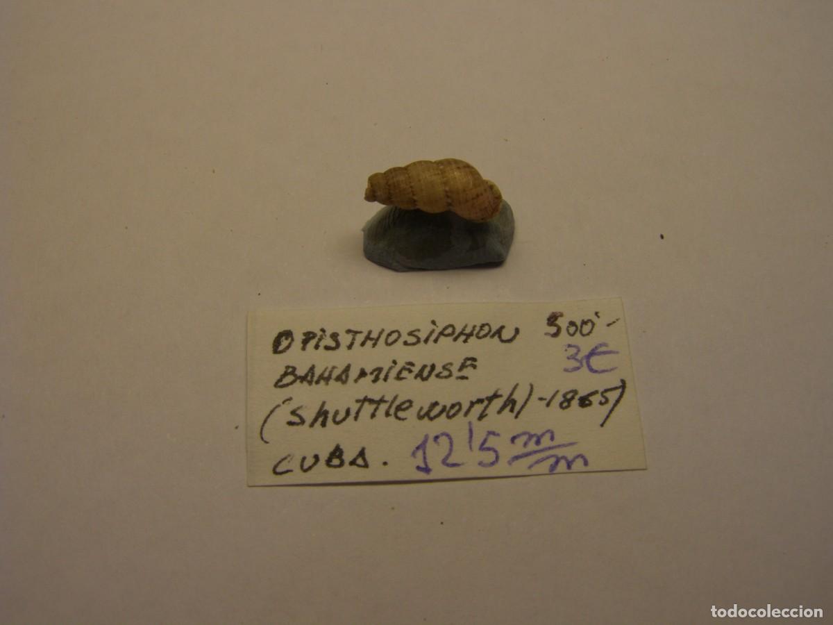 Coleccionismo de moluscos: Caracole snail shell ophistosiphon bahamiense. Cuba.