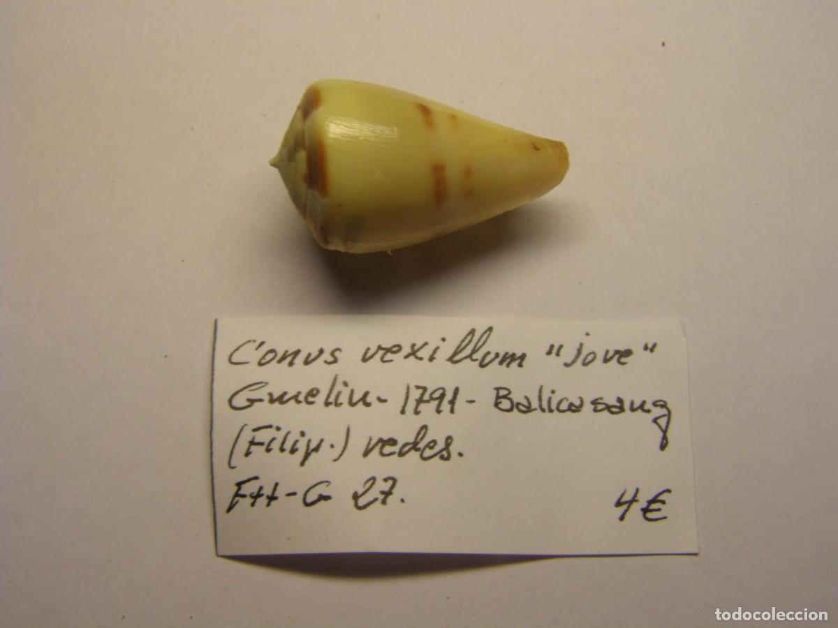 Coleccionismo de moluscos: Caracol snail shell conus vexillum juvenil. Filipinas.