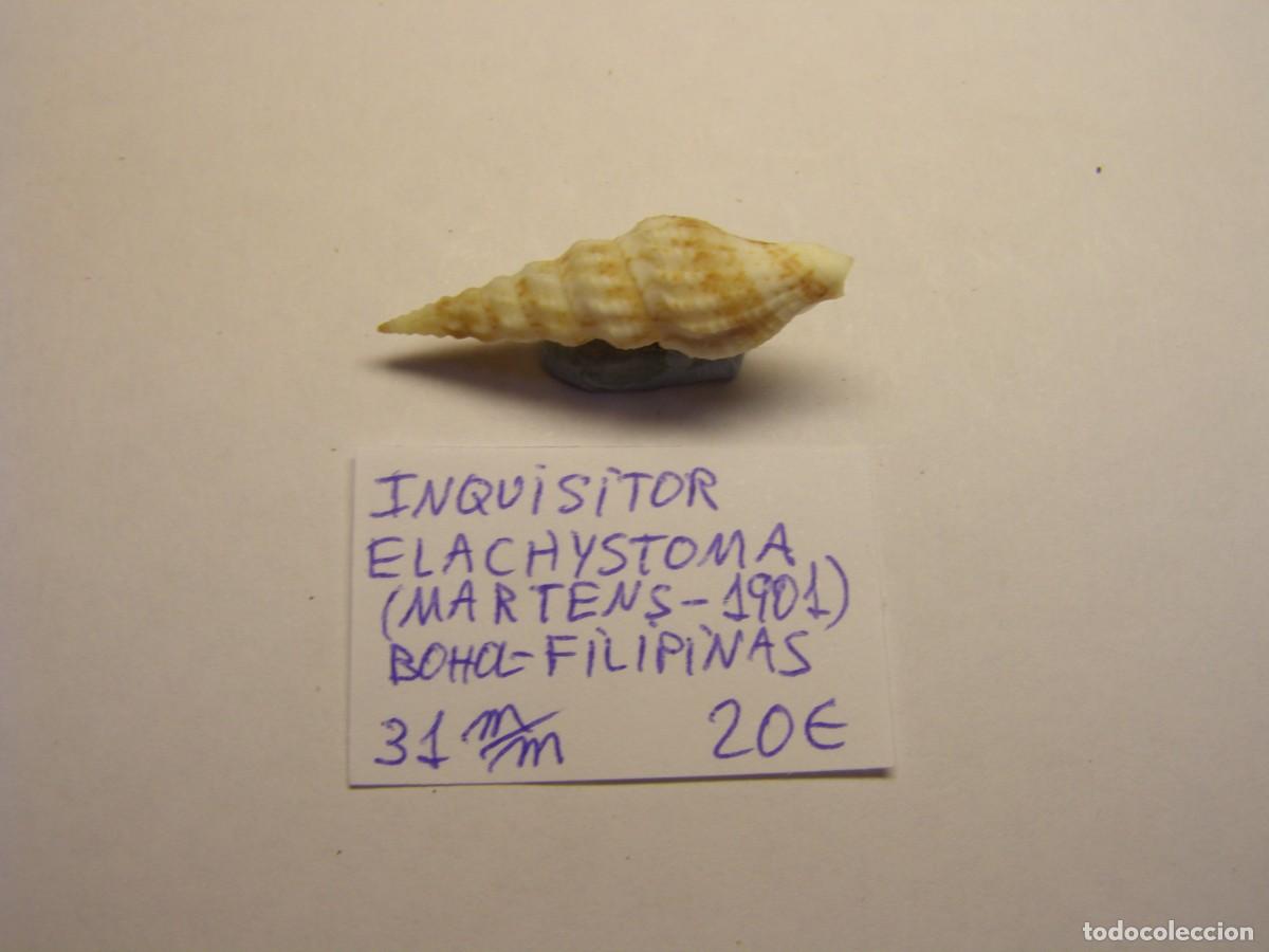Coleccionismo de moluscos: Caracol snail shell inquisitor elachistoma. Filipinas.