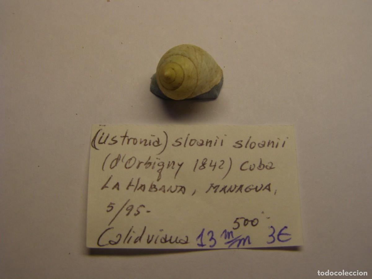 Coleccionismo de moluscos: Caracole snail shell ustronia sloanii sloanii. Cuba.