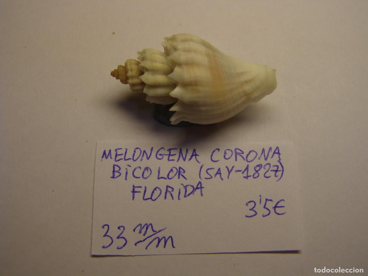 Coleccionismo de moluscos: Caracol snail shell melongena corona bicolor. Florida.