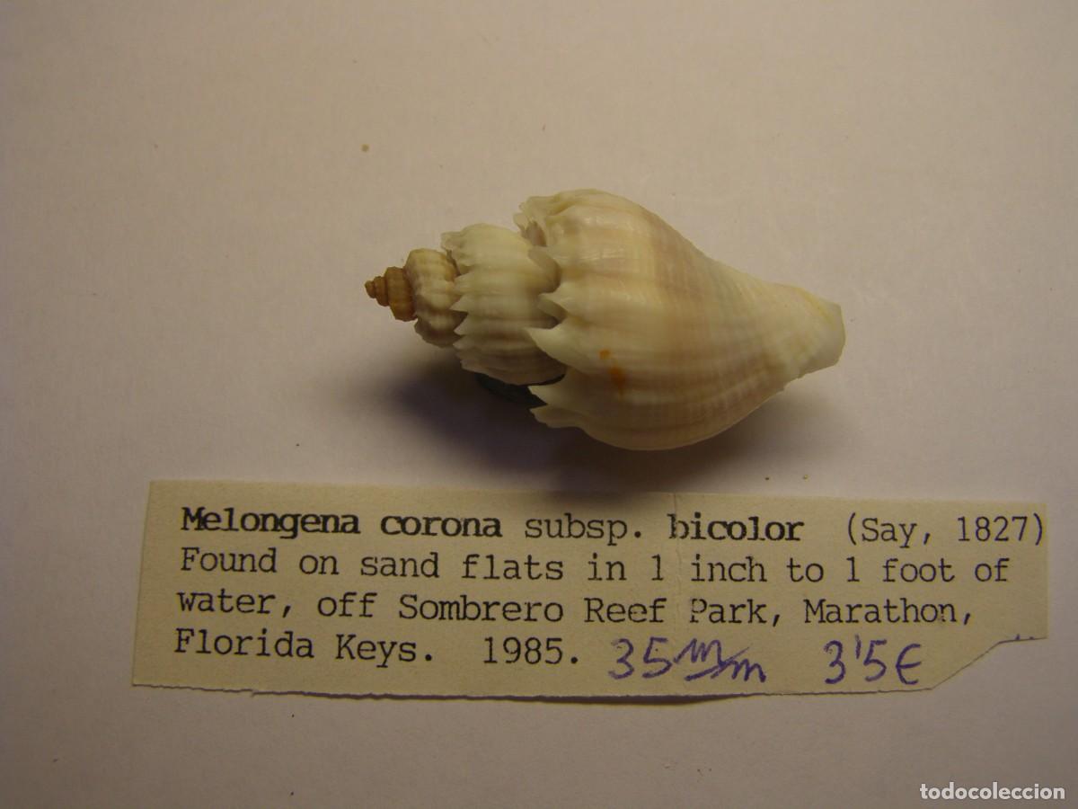 Coleccionismo de moluscos: Caracol snail shell melongena corona bicolor. Florida.