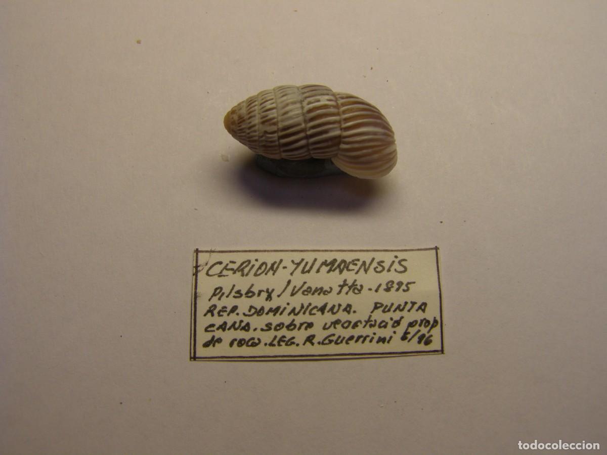Coleccionismo de moluscos: Caracol snail shell cerion yumaensis. Rep&uacute;blica Dominicana.