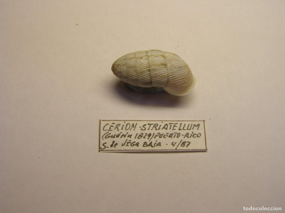 Coleccionismo de moluscos: Caracol snail shell cerion striatellum, Puerto Rico.