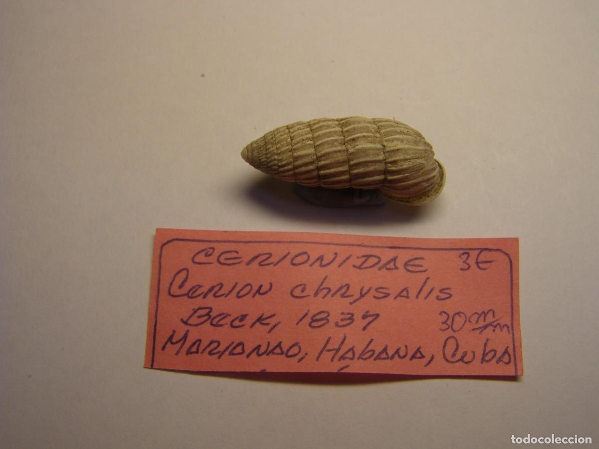 Coleccionismo de moluscos: Caracol snail shell cerion chrysalis. Cuba.
