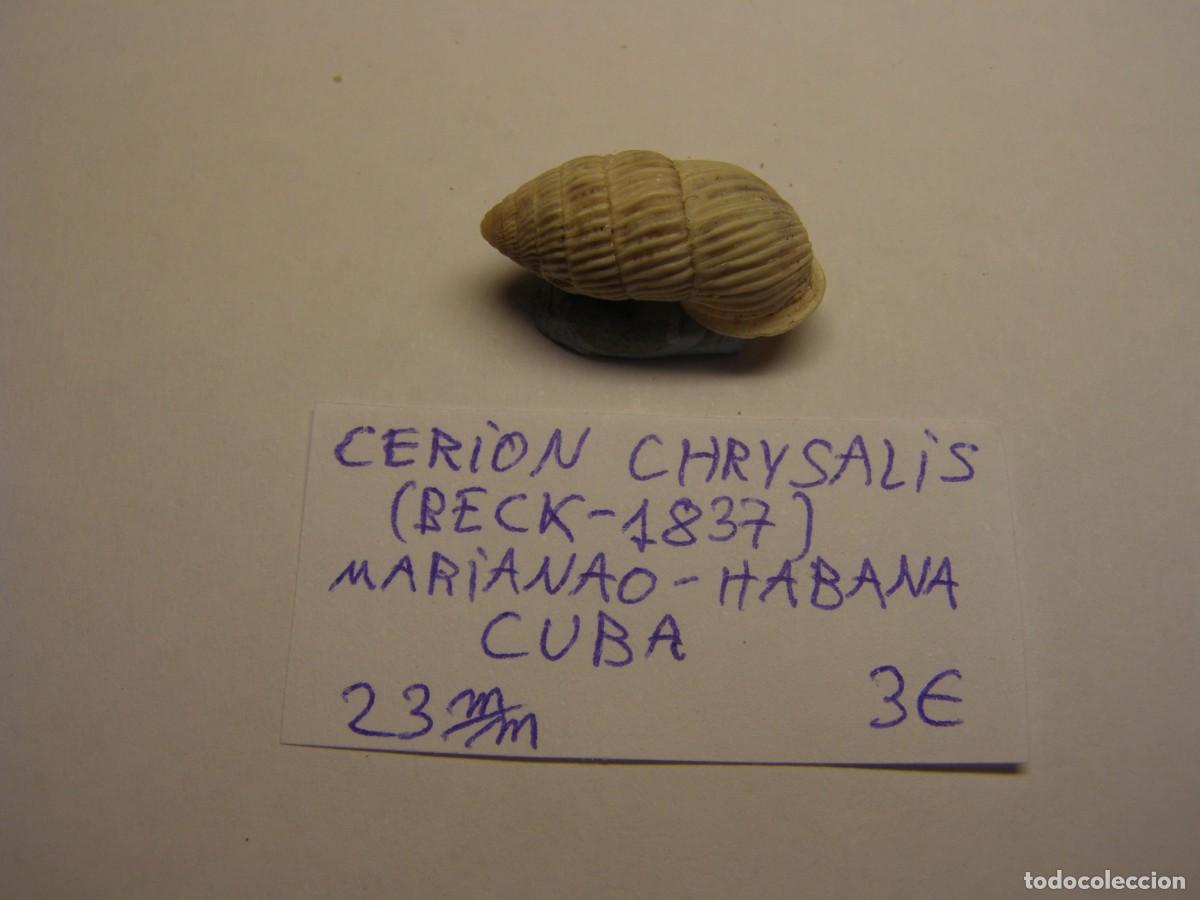 Coleccionismo de moluscos: Caracol snail shell cerion chrysalis. Cuba.