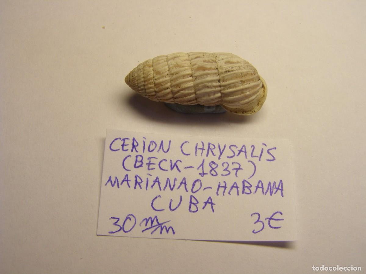 Coleccionismo de moluscos: Caracol snail shell cerion chrysalis. Cuba.