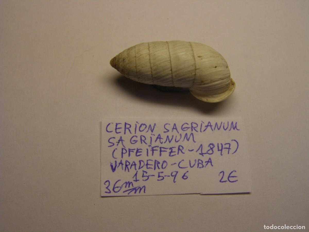 Coleccionismo de moluscos: Caracol snail shell cerion sagrianum sagrianum. Cuba.