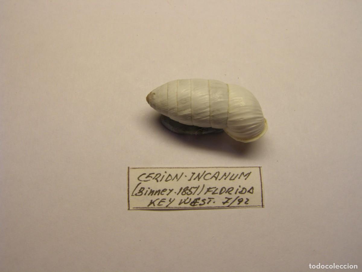 Coleccionismo de moluscos: Caracol snail shell cerion incanum. Florida.