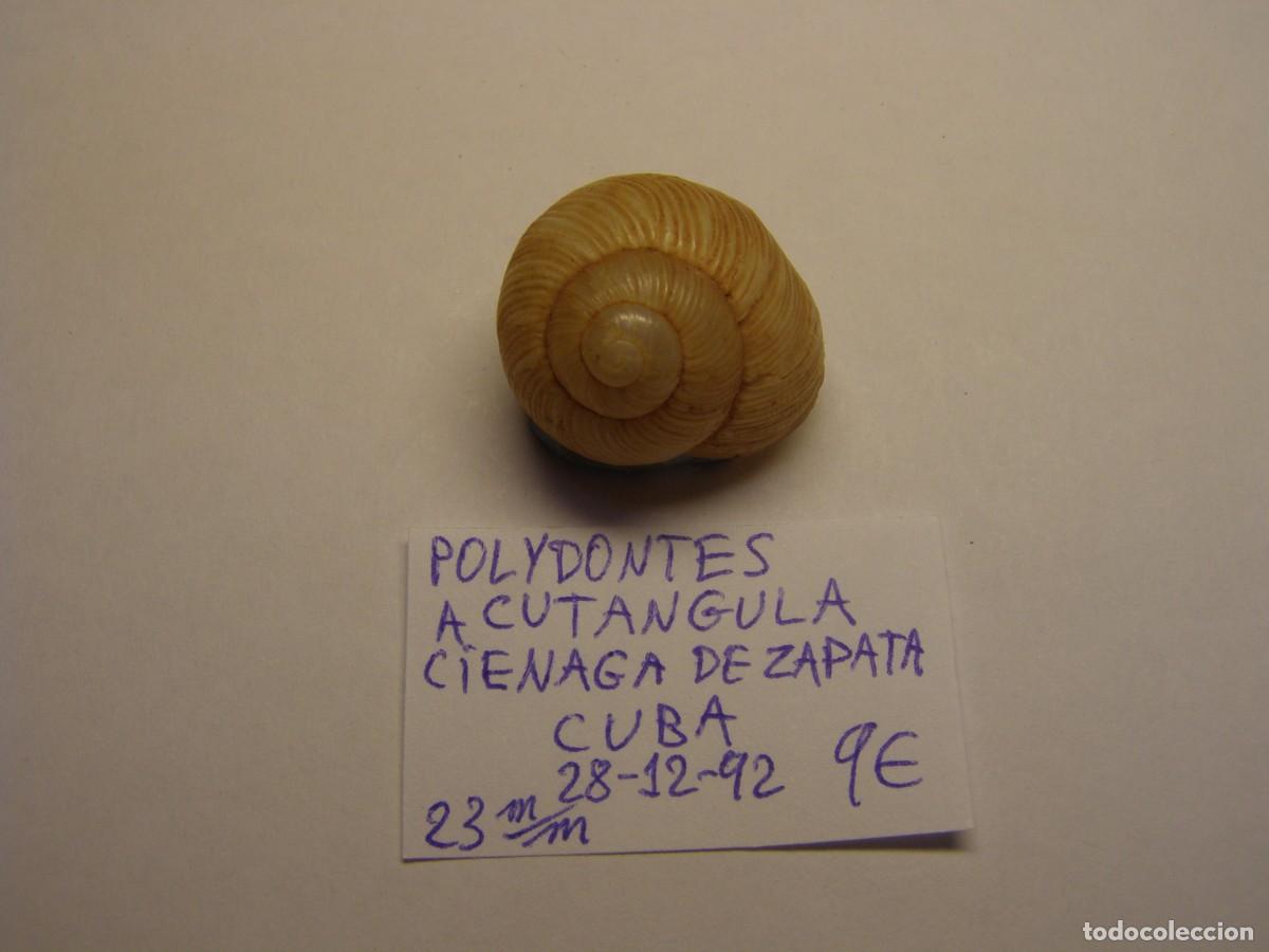 Coleccionismo de moluscos: Caracol snail shell polydontes acutangula. Cuba.