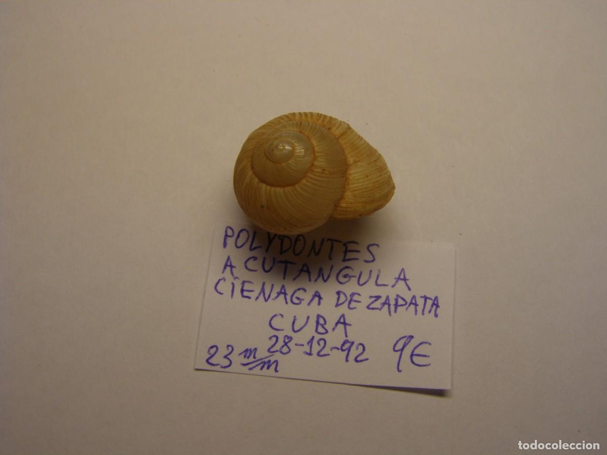 Coleccionismo de moluscos: Caracol snail shell polydontes acutangula. Cuba. - Foto 2