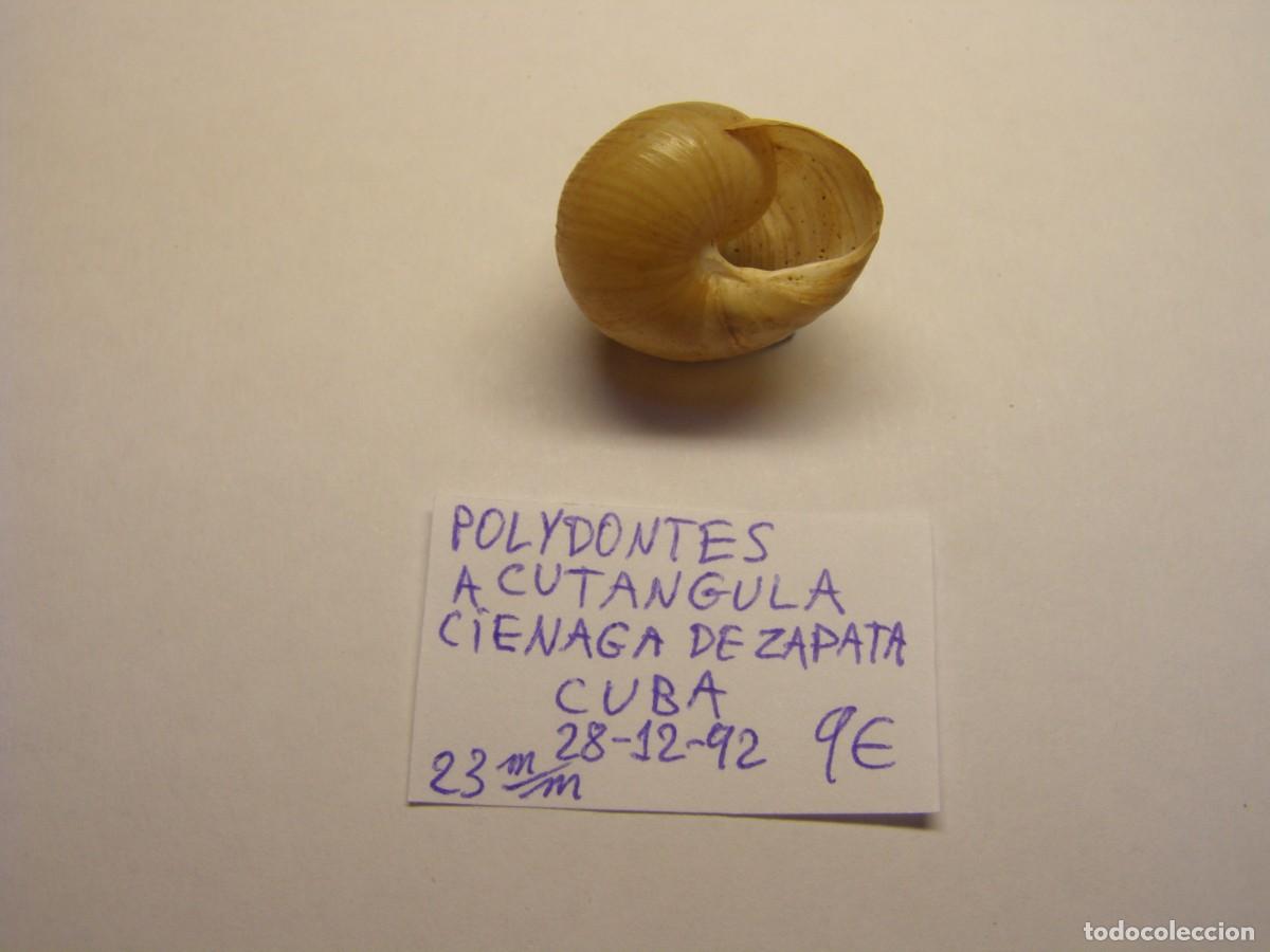 Coleccionismo de moluscos: Caracol snail shell polydontes acutangula. Cuba. - Foto 3