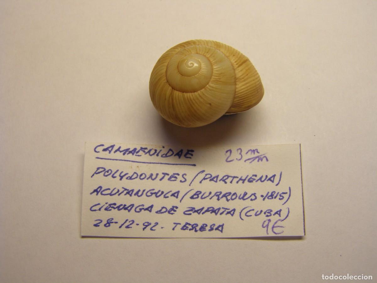 Coleccionismo de moluscos: Caracol snail shell polydontes acutangula. Cuba. - Foto 2