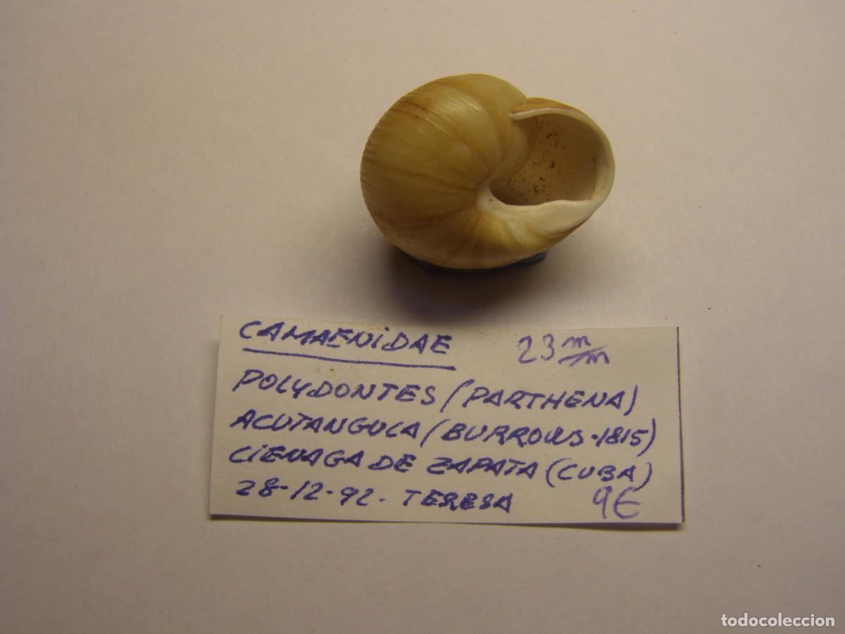 Coleccionismo de moluscos: Caracol snail shell polydontes acutangula. Cuba. - Foto 3