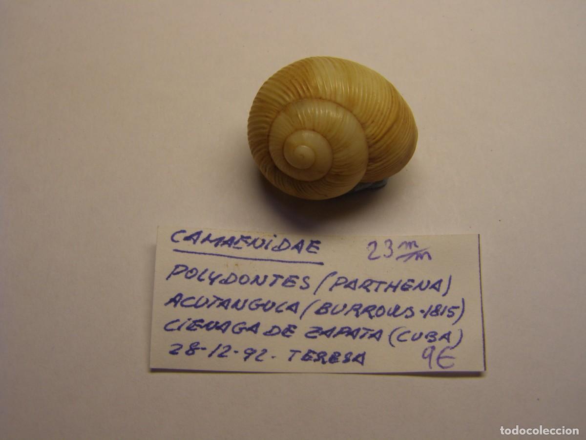 Coleccionismo de moluscos: Caracol snail shell polydontes acutangula. Cuba.