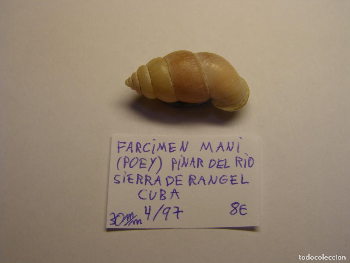 Coleccionismo de moluscos: Caracol snail shell farcimen mani. Cuba.