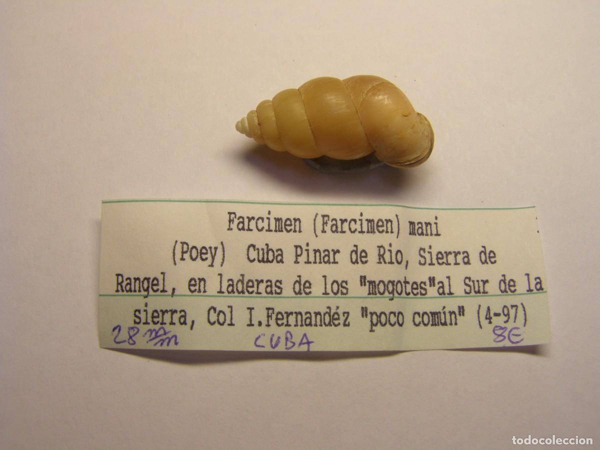 Coleccionismo de moluscos: Caracol snail shell farcimen mani. Cuba.