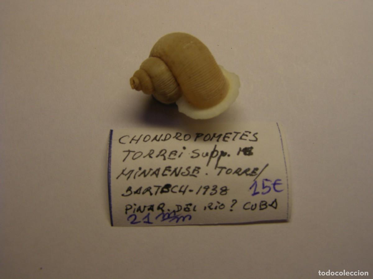Coleccionismo de moluscos: Caracol snail shell chondropometes torrei. Cuba.