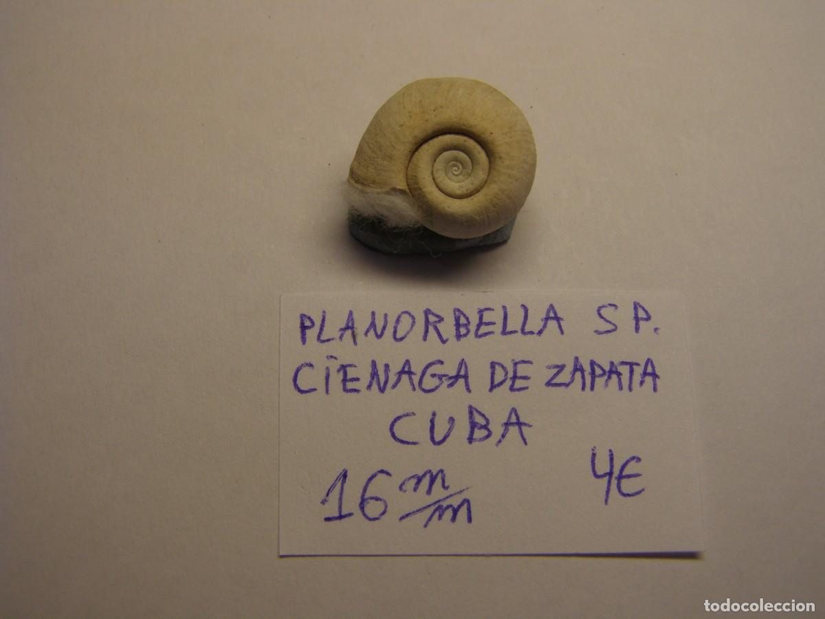 Coleccionismo de moluscos: Caracol snail shell planorbella sp. Cuba.